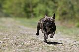 BOULEDOGUE FRANCAIS 380